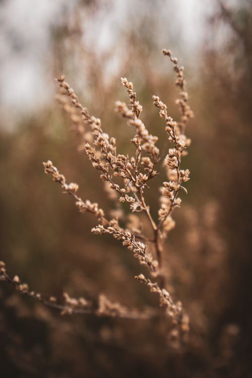Free A detailed macro image of a dried wildflower with a blurred brown background, capturing the essence of autumn. Stock Photo