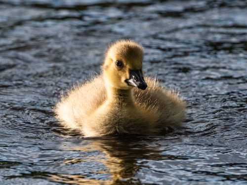 Free A fluffy Canada goose gosling gracefully swims in the Manchester canal, highlighting serene wildlife moments. Stock Photo