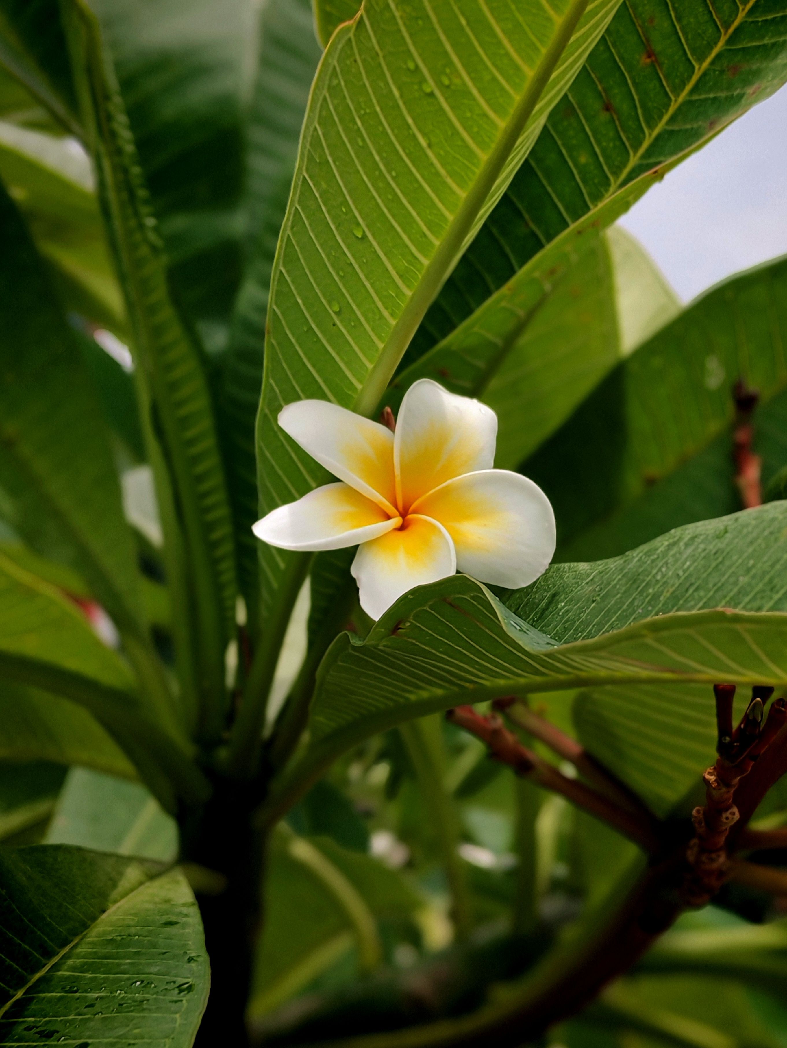 Close-up of a vibrant plumeria flower surrounded by lush green leaves, captured outdoors.