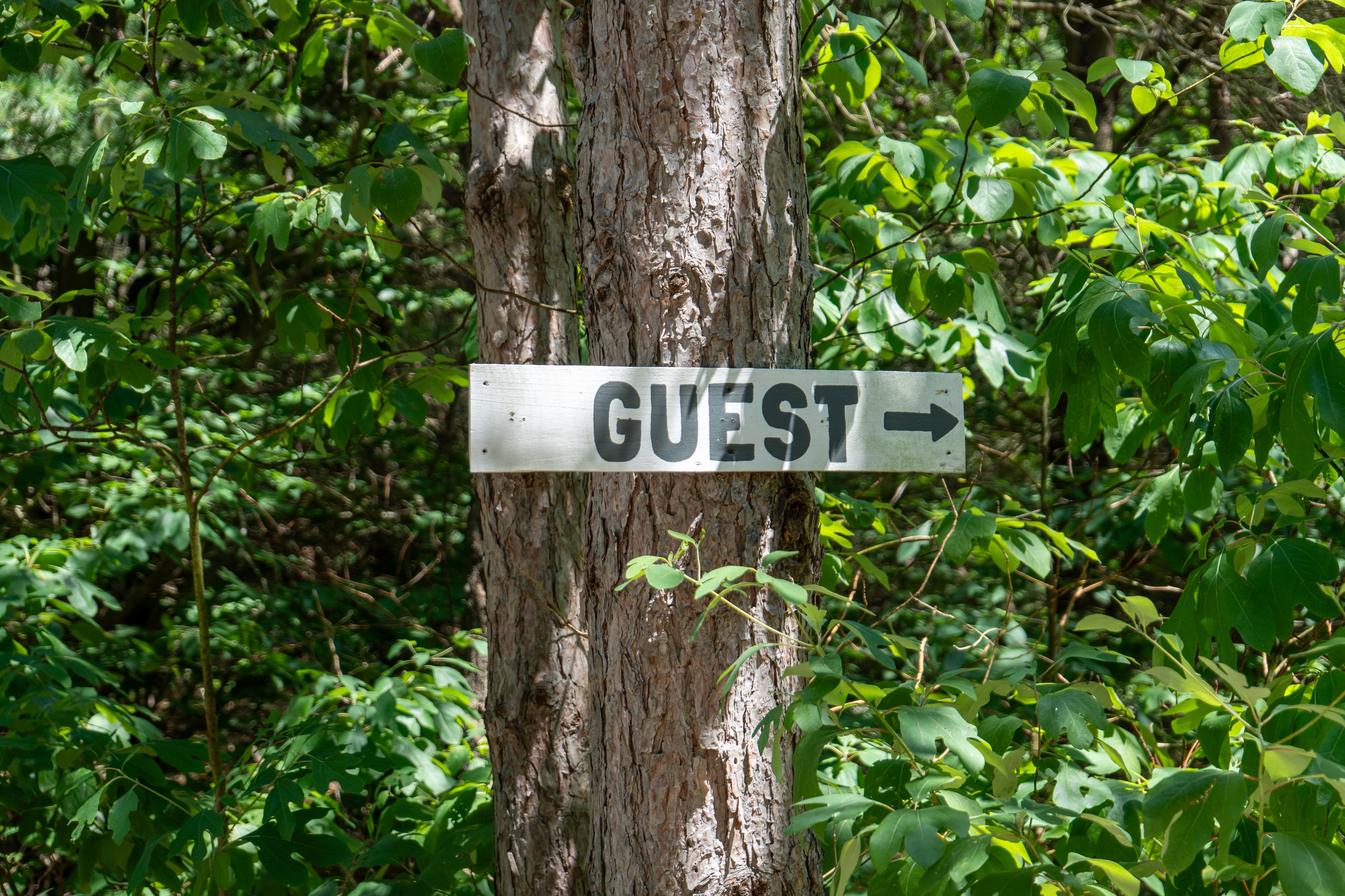 Rustic Guest Sign on Tree in Forest