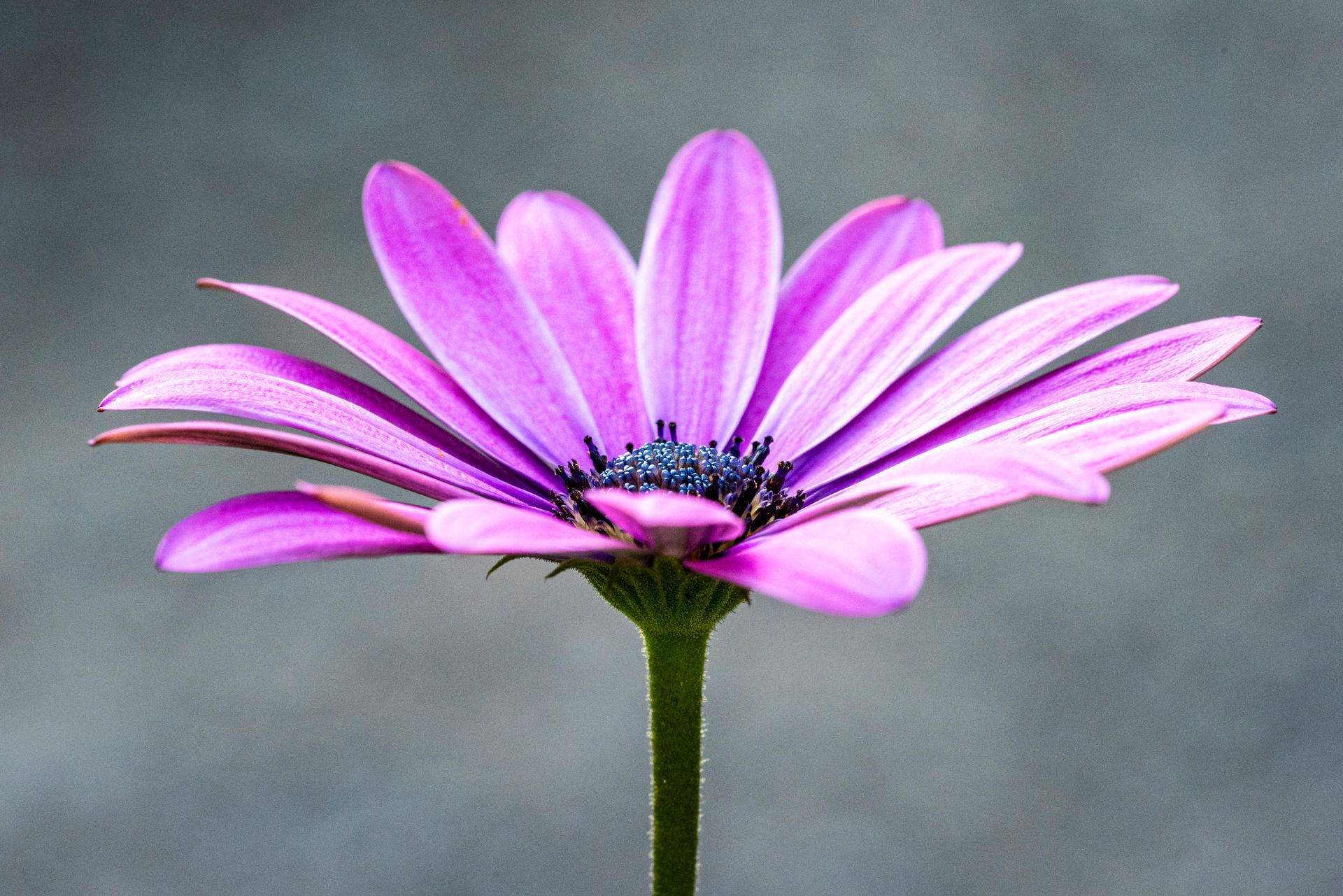 Detailed macro shot of a vibrant lavender osteospermum flower in bloom. Perfect for floral and nature themes.