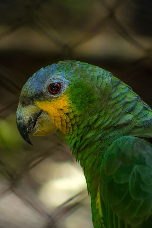 Free Close-up of a vivid green parrot with striking features in a natural setting. Stock Photo