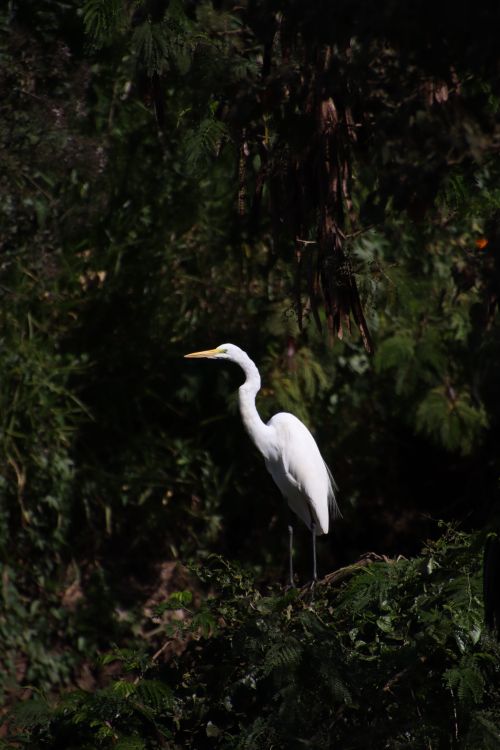 Free A great egret stands gracefully in lush forest greenery, showing elegance in nature. Stock Photo