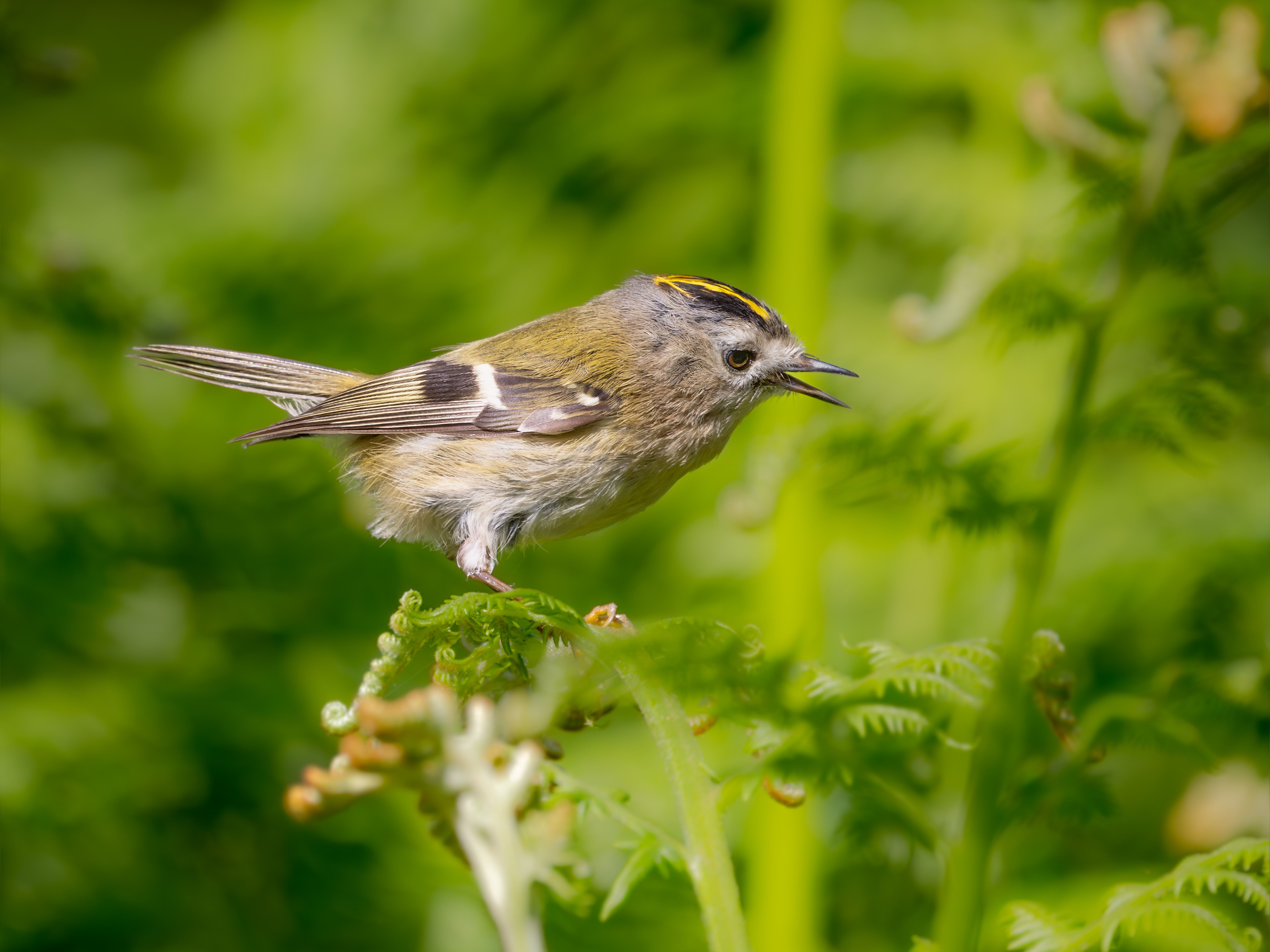 Goldcrest British bird profile