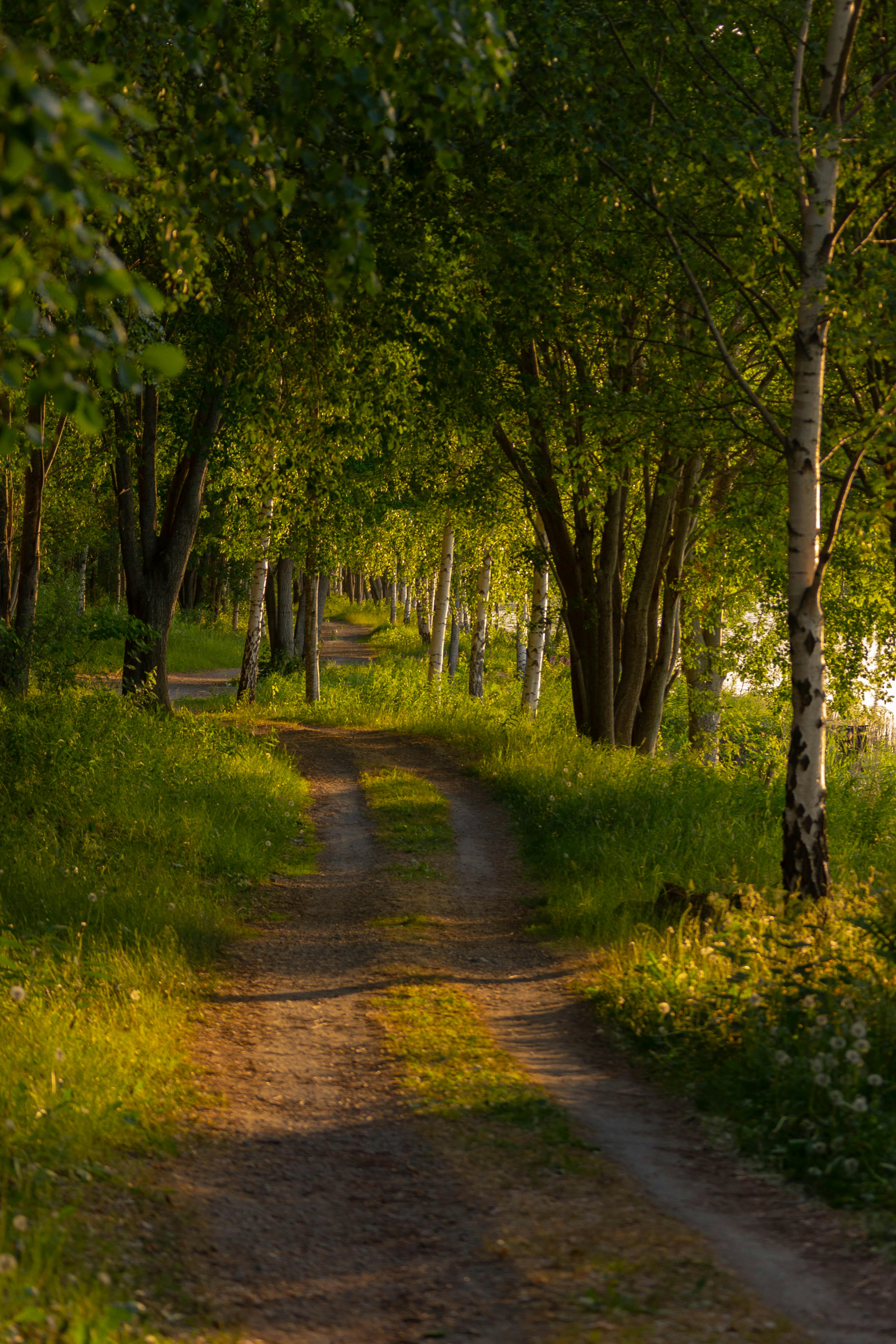 A peaceful dirt path winding through a lush, sunlit birch forest in summer.