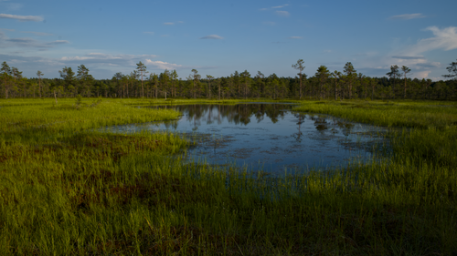 Free Tranquil wetland landscape featuring a reflective pond surrounded by lush green grass under a clear blue sky. Stock Photo