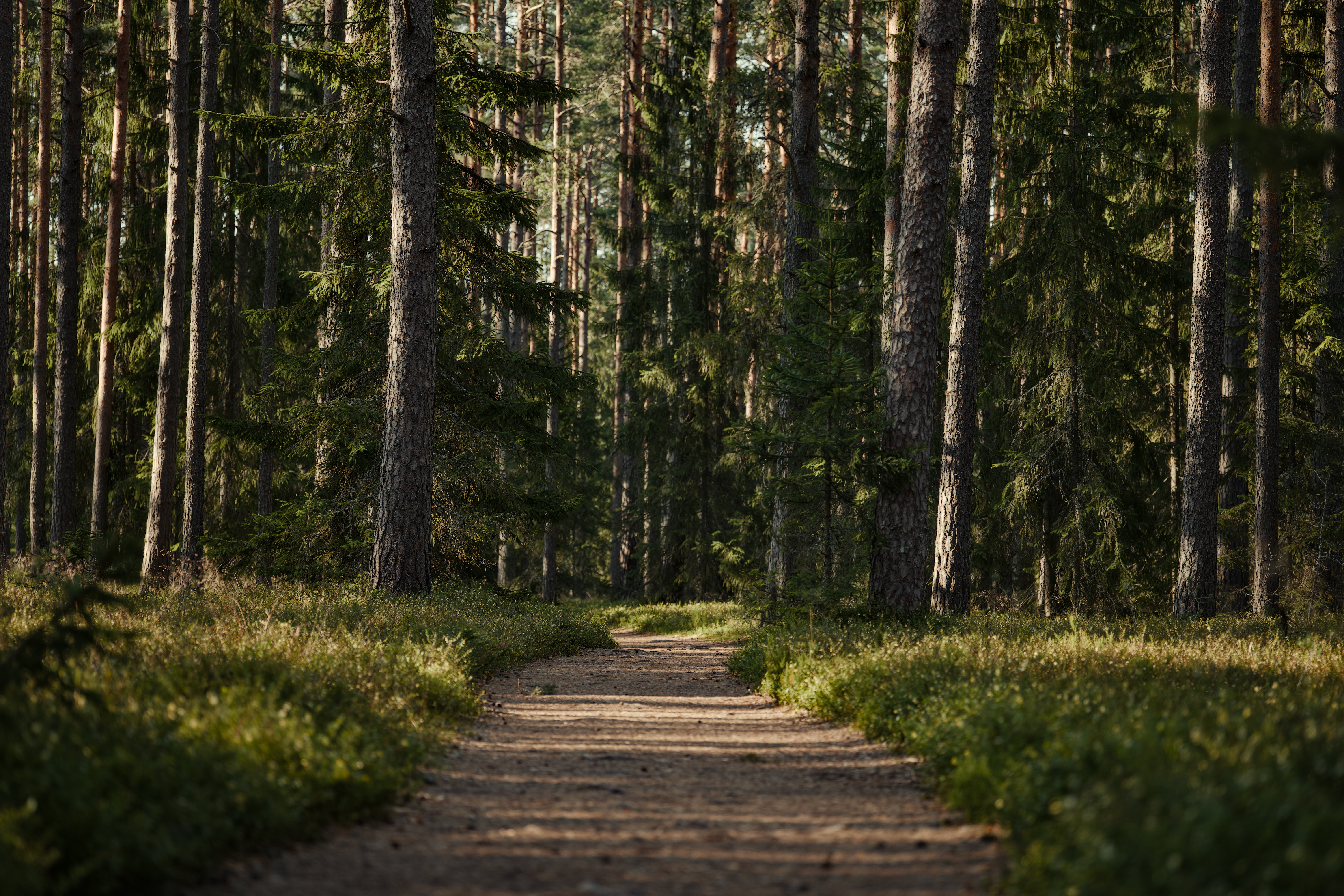 Empty Wooden Pathway in Forest · Free Stock Photo