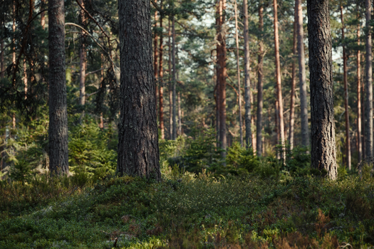 A tranquil sunlit pine forest capturing the essence of untouched wilderness.