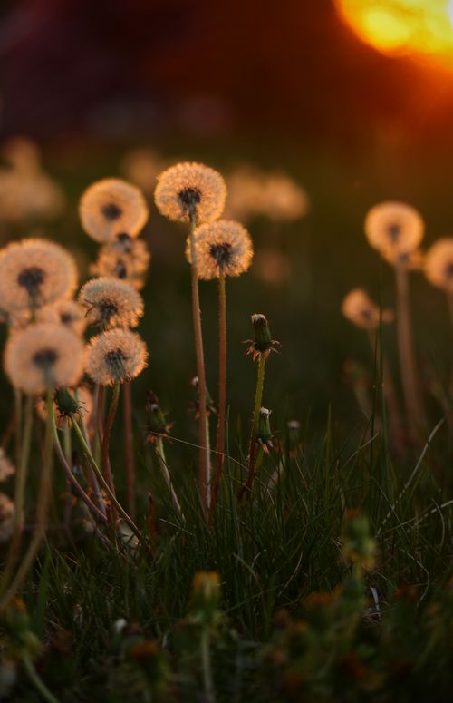 Free A serene view of dandelions in a field at sunset, capturing nature's beauty. Stock Photo