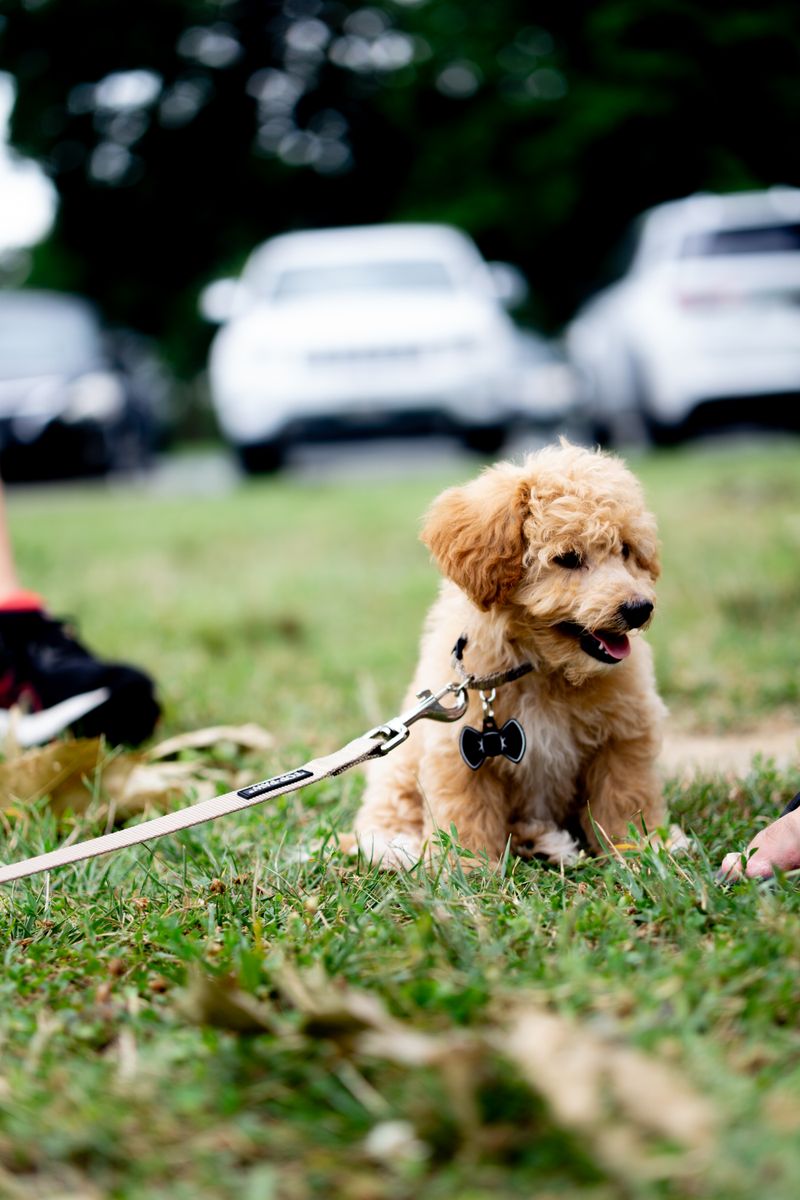 Tasmayla dışarıda gezen köpek yavrusu
