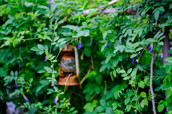 Trung tâm nghiên cứu văn học, phát triển nhà văn Việt Nam