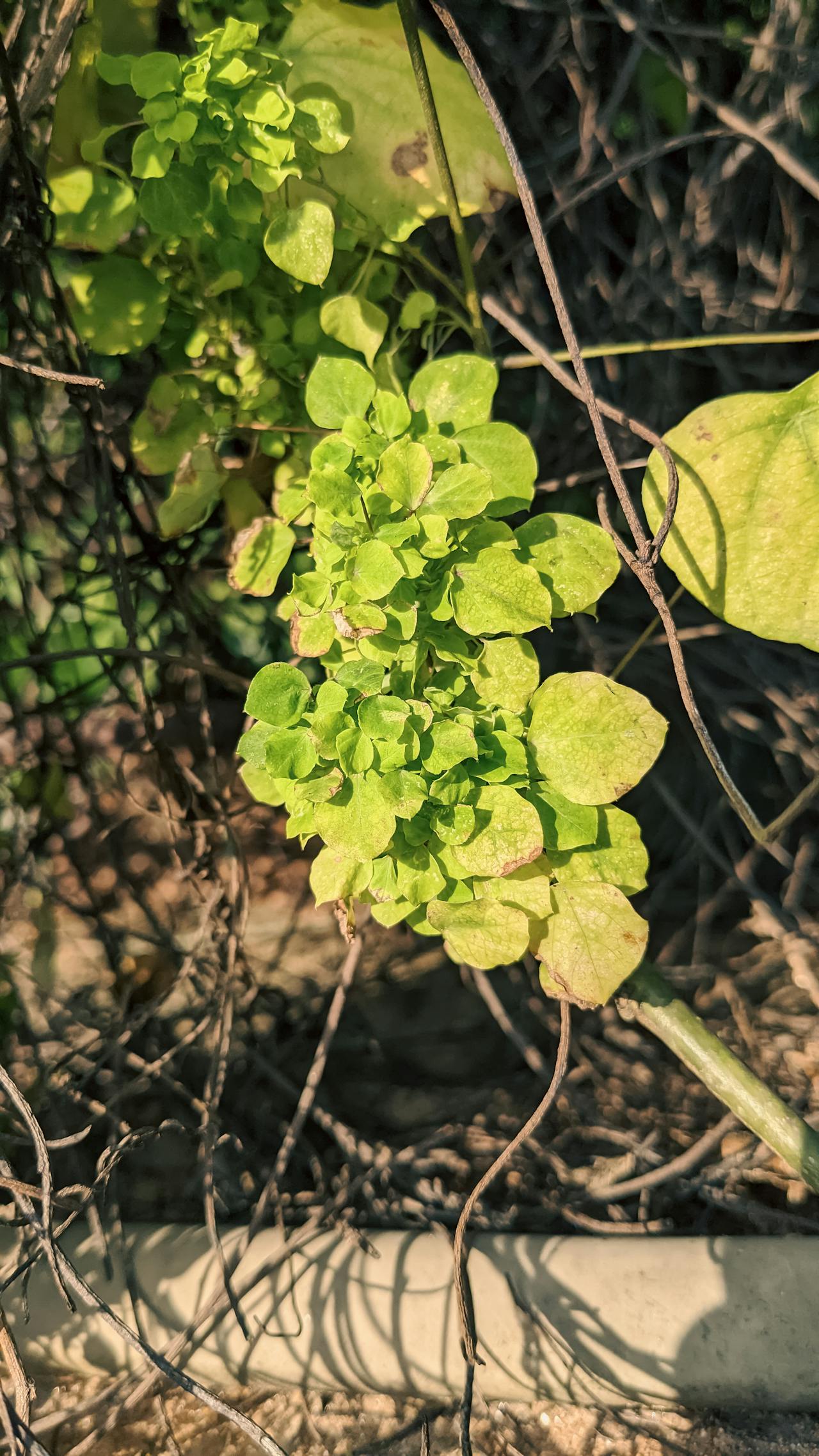 Những giải Nobel hòa bình tệ nhất từng được trao
