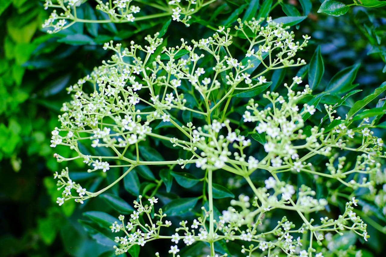 Thám tử lừng danh Conan | Chương 0464