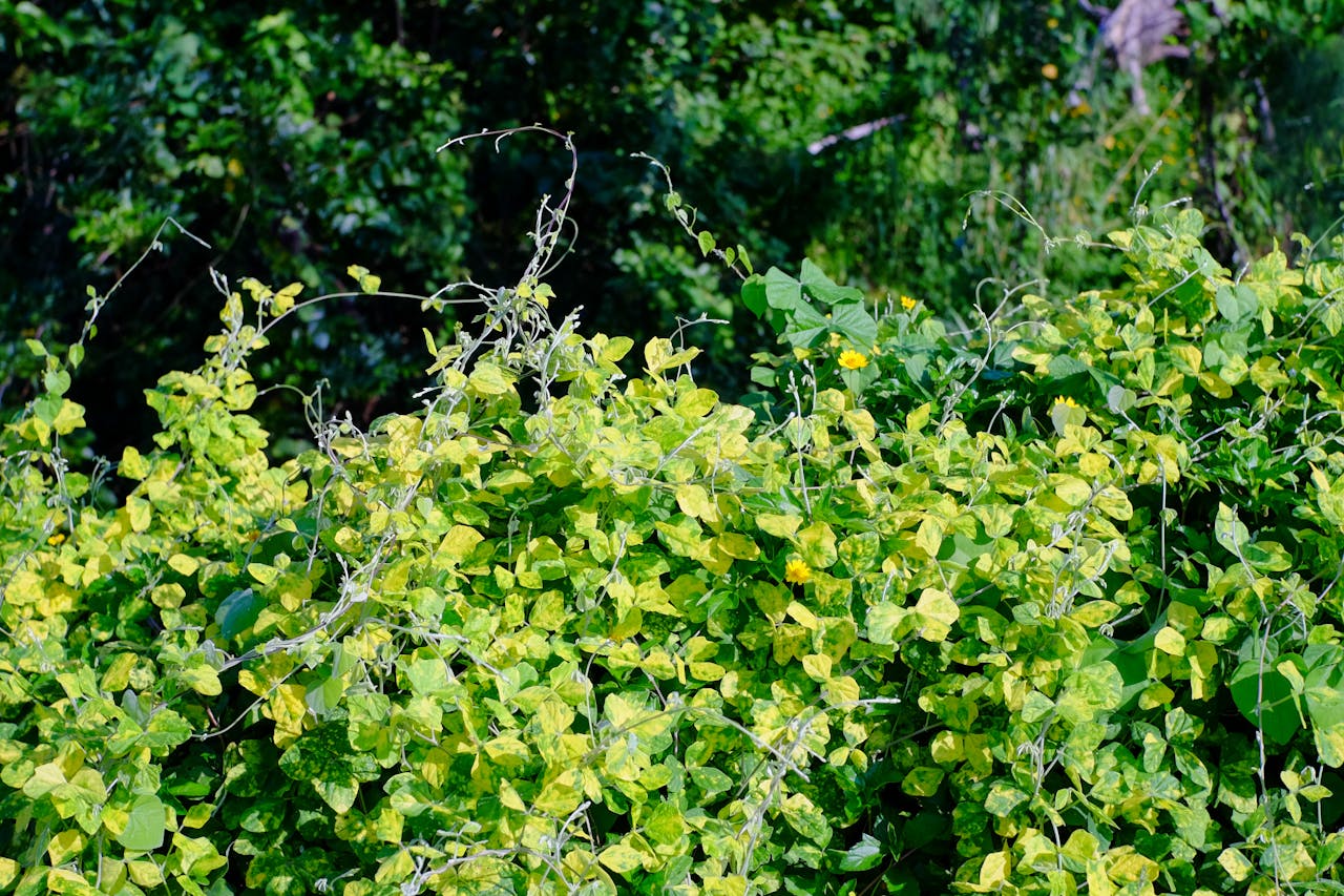 4 biệt danh kỳ lạ nhất trong lịch sử