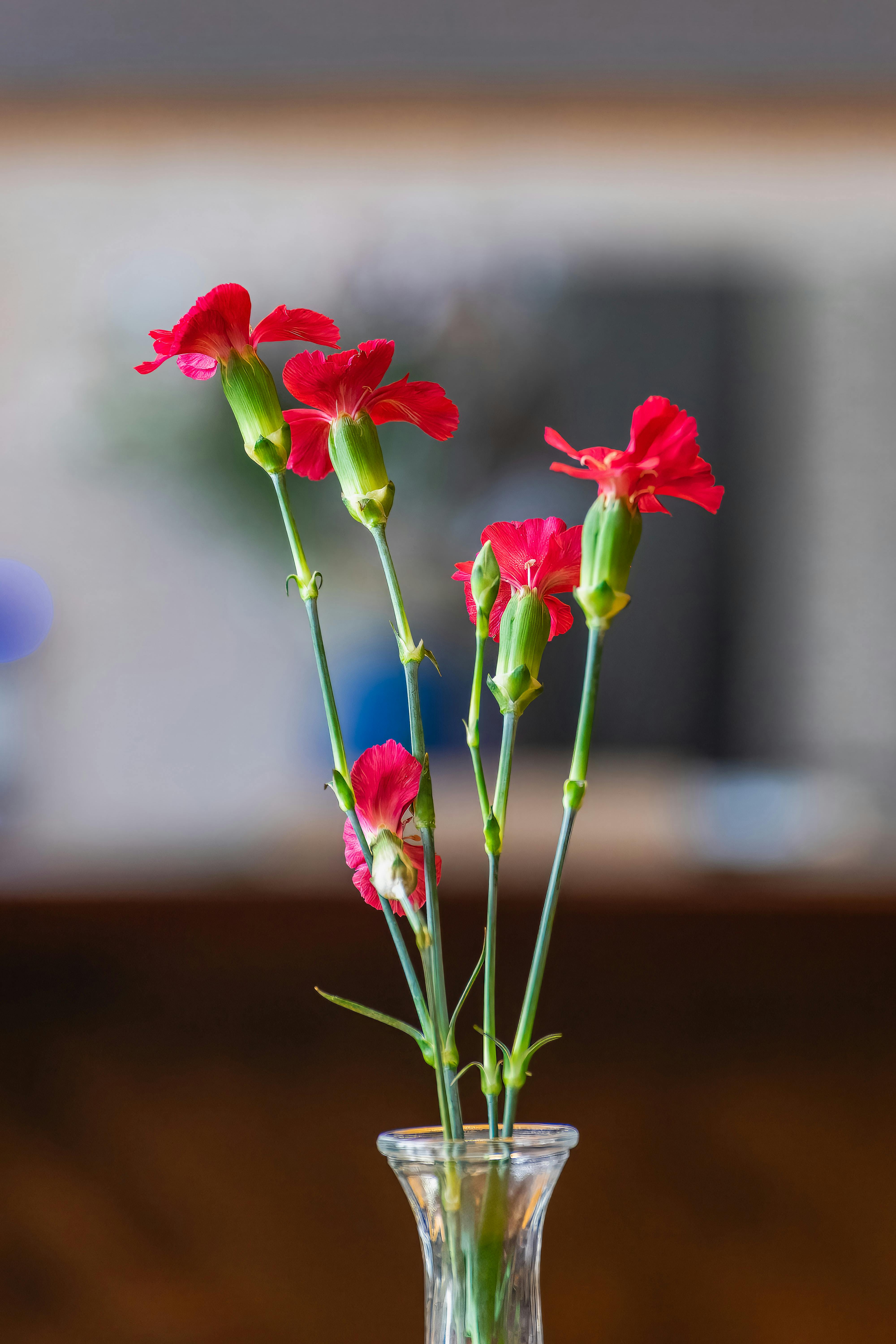 [ColoSach]-stunning-red-carnations-in-a-glass-vase-against-a-blurred-background,-perfect-for-home-decor.