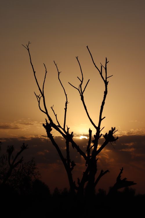 Free A lone tree's silhouette against a vibrant sunset creates a dramatic scene. Stock Photo
