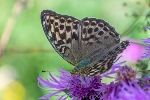 Free A macro photograph capturing a Silver-Washed Fritillary butterfly resting on a vibrant purple flower outdoors. Stock Photo
