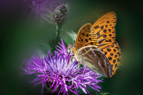 Free A silver-washed fritillary butterfly perched on a vibrant purple flower in nature. Stock Photo