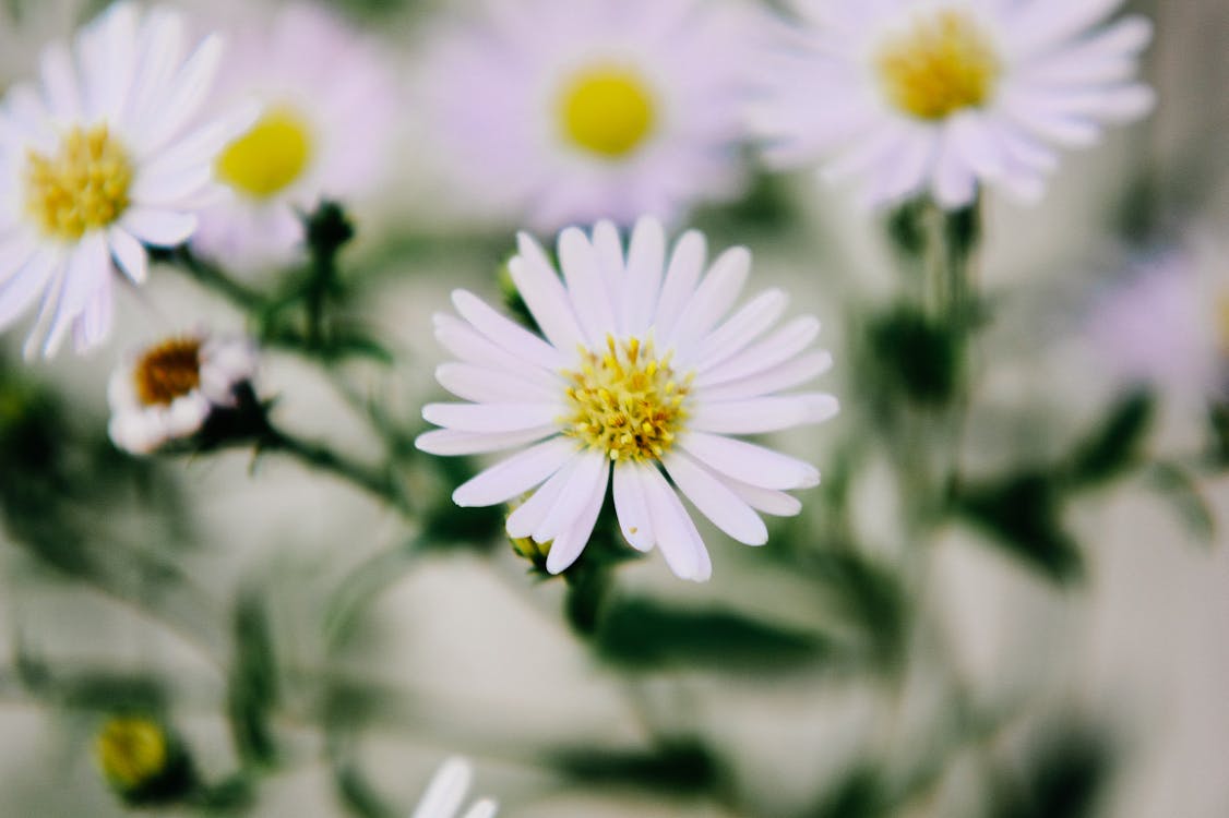 Hoa trắng closely-up: Nếu bạn yêu thích những bức hình chụp cận cảnh về hoa trắng, thì đây chính là điều bạn đang tìm kiếm. Những hình ảnh được chụp từ góc độ hoàn hảo sẽ cho bạn những trải nghiệm tuyệt vời nhất về vẻ đẹp của hoa trắng. Hãy đến và khám phá ngay bây giờ!