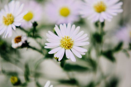 무료 흰 꽃의 근접 촬영 스톡 사진