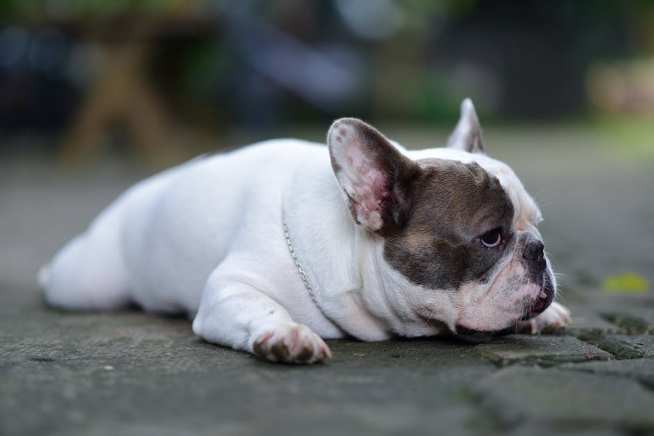 강아지 관련 이미지