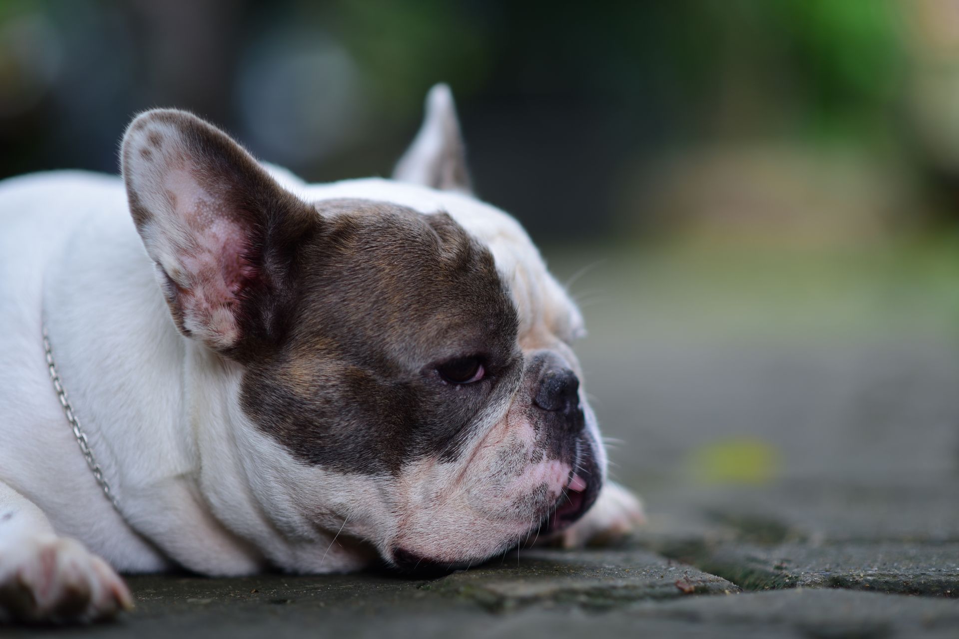 A French Bulldog resting peacefully on a stone surface with a serene outdoor backdrop.