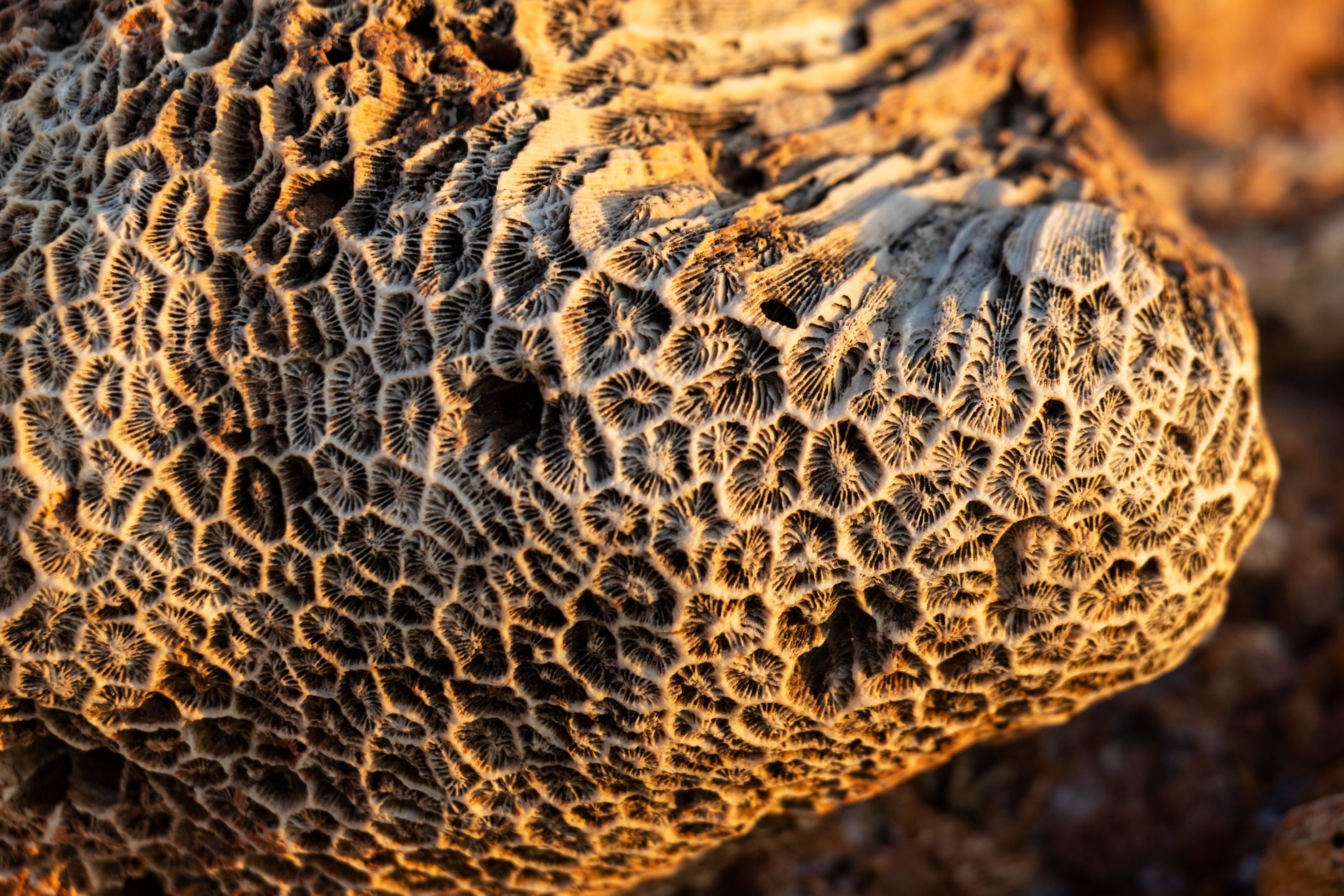 Detailed view of fossilized coral textures illuminated by warm sunlight on the Australian coast.