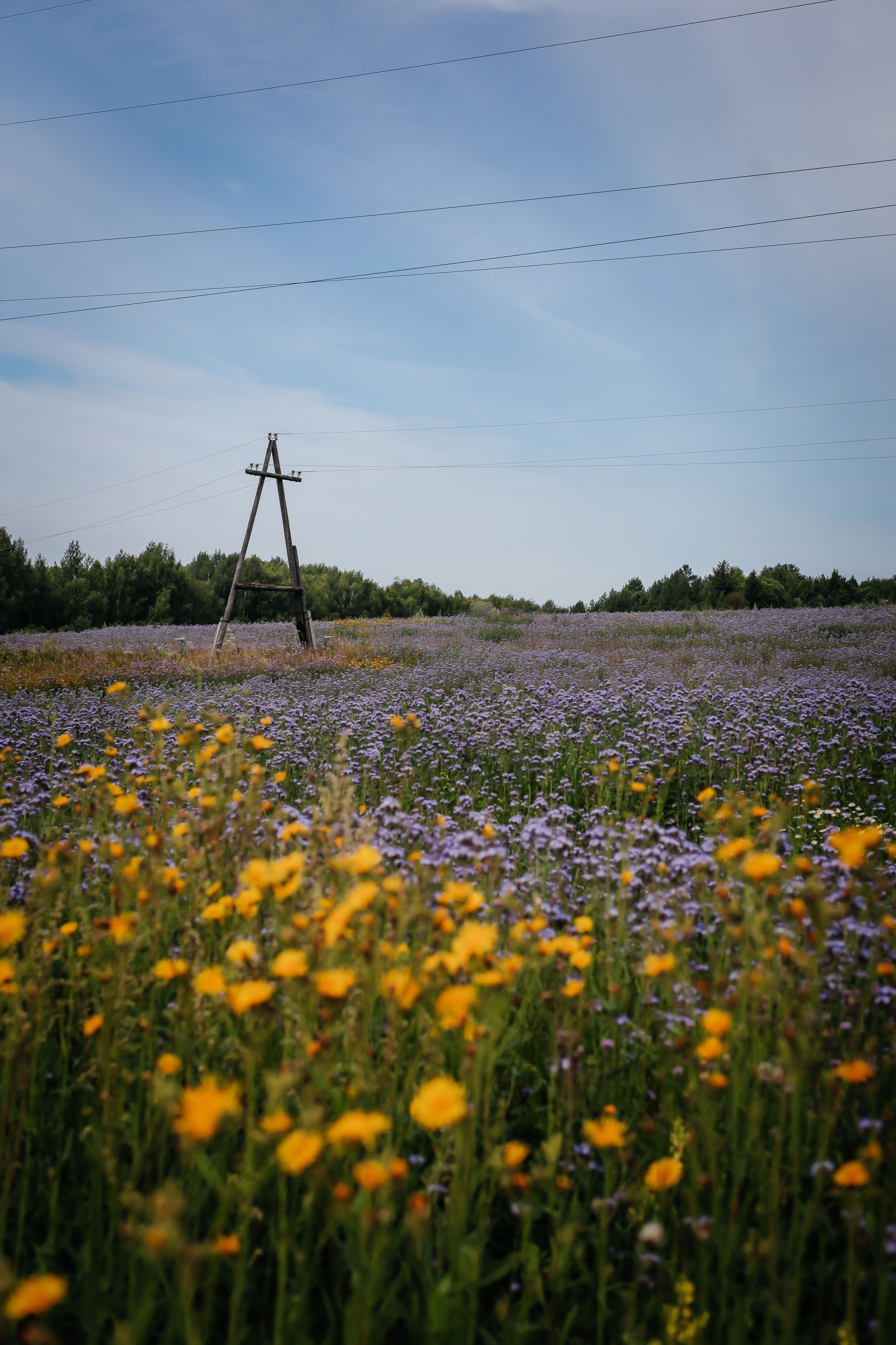 Flower Fild Photos, Download The BEST Free Flower Fild Stock Photos ...