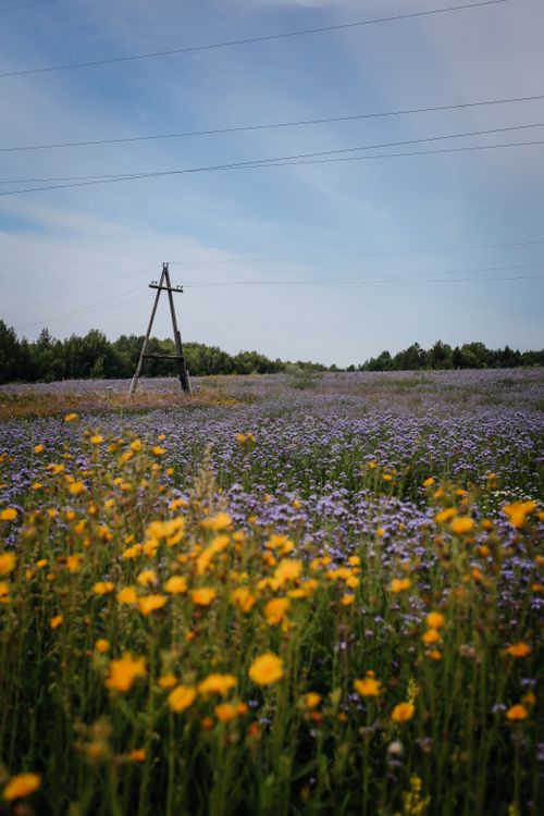Free Vibrant wildflower field with blue and yellow blooms under a clear sky. Stock Photo