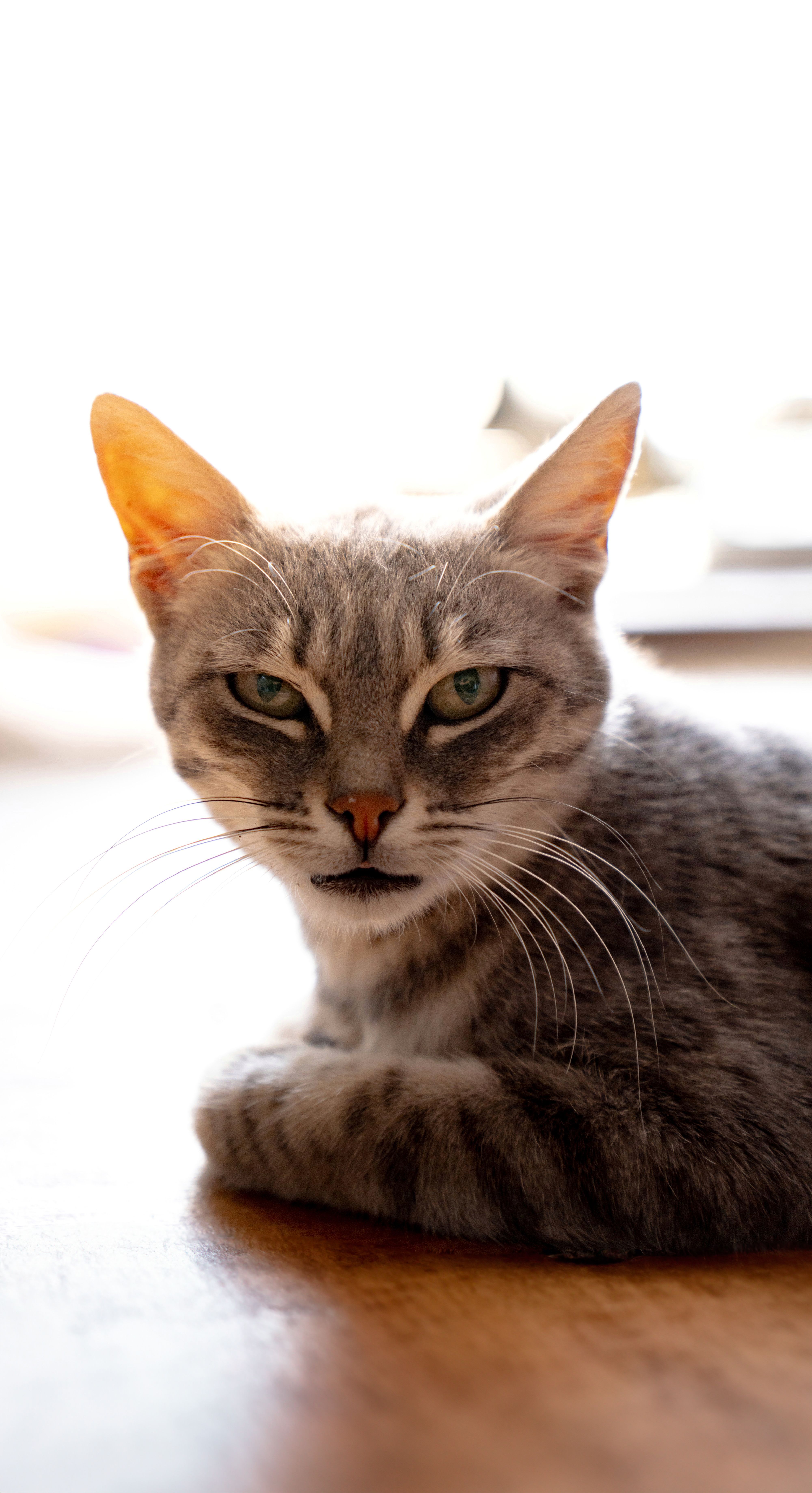 Close-Up Portrait of a Relaxed Tabby Cat · Free Stock Photo