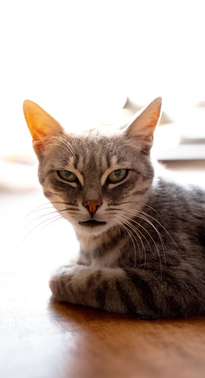 Close-Up Portrait of a Relaxed Tabby Cat · Free Stock Photo