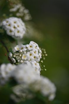 Beautiful close-up of white flowers against a lush green background, showcasing nature's delicate details.