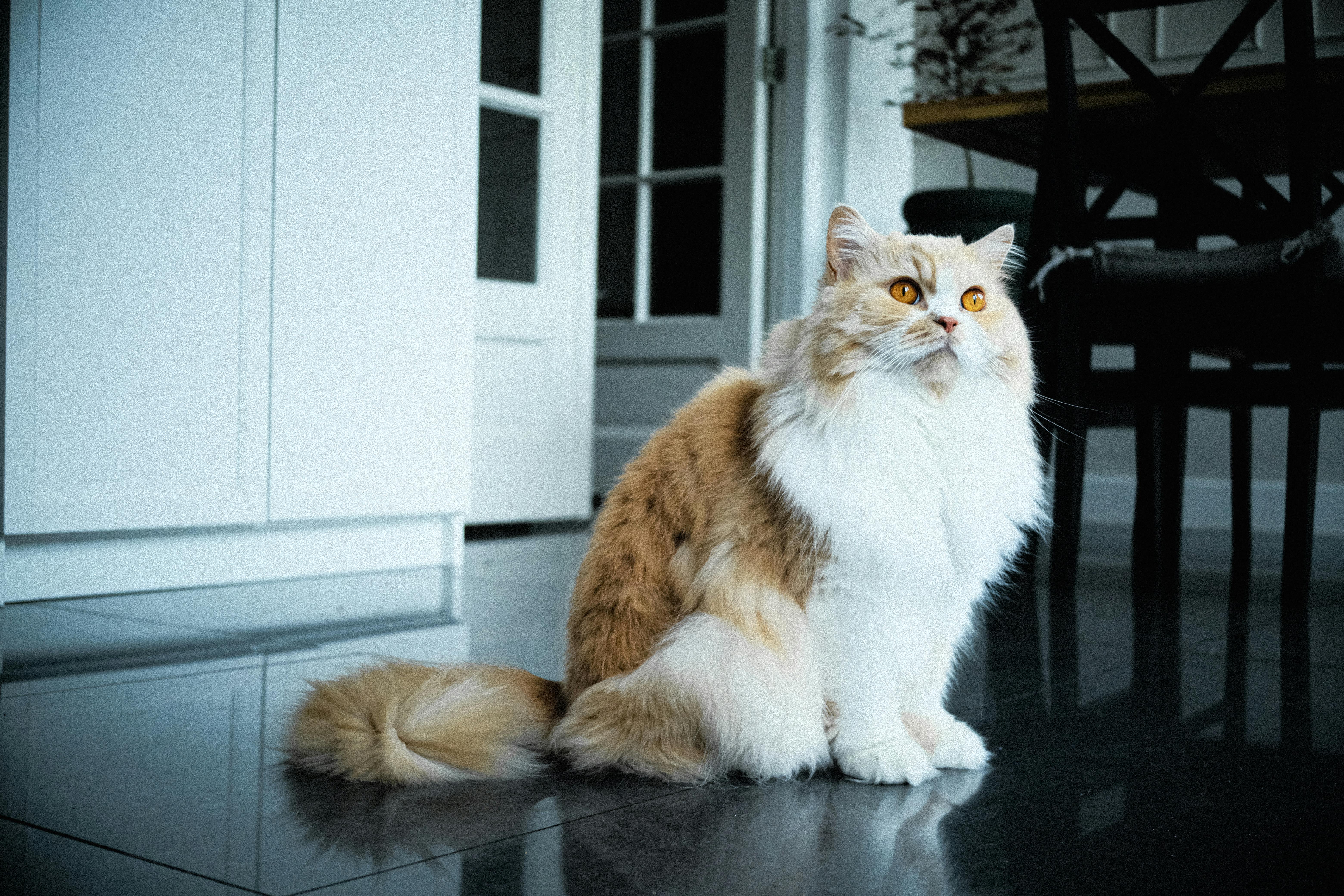 A fluffy ginger and white cat sitting indoors on a polished floor in a modern home setting.