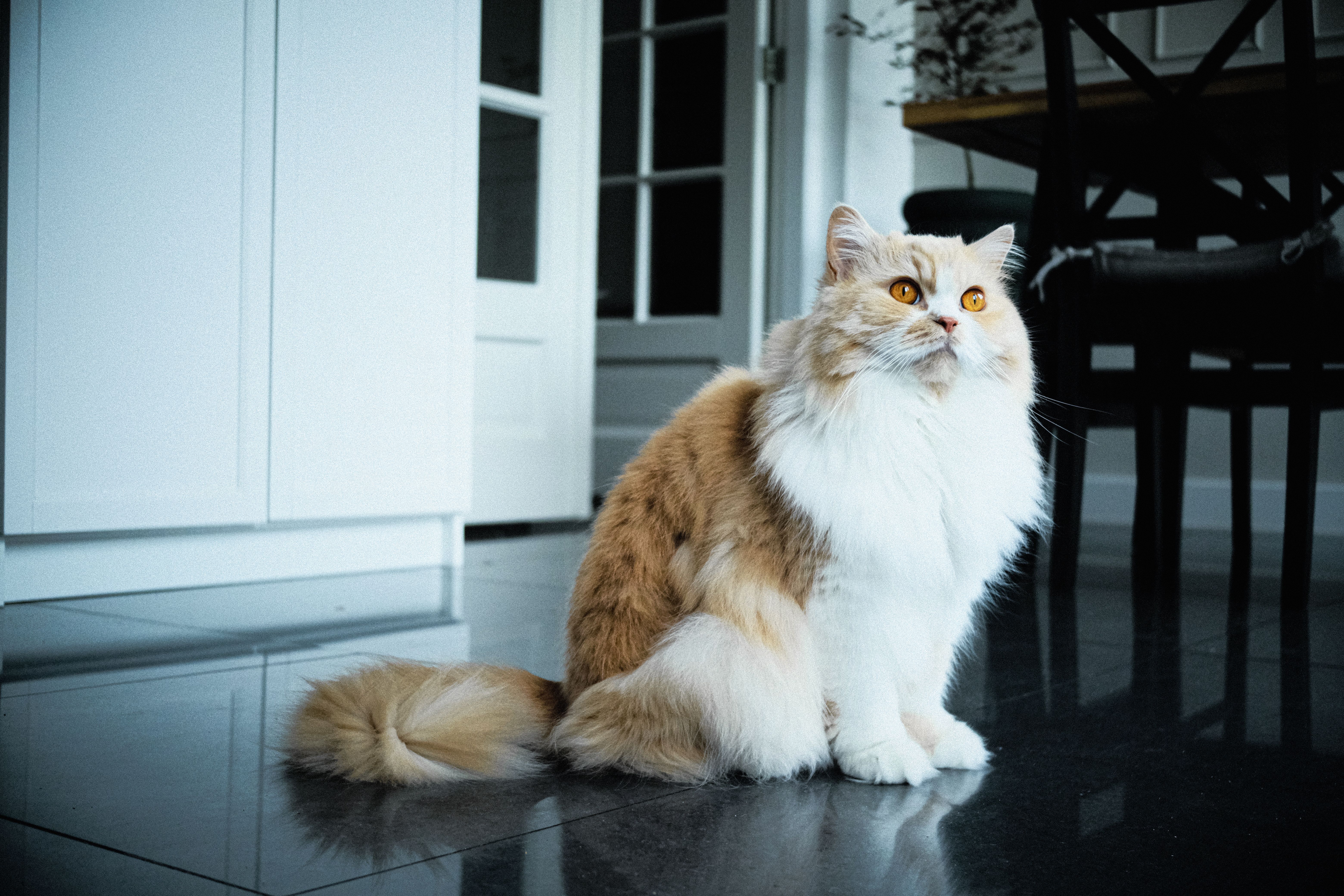 What Cat Breeds Have Overbite: Surprising Facts You Must Know