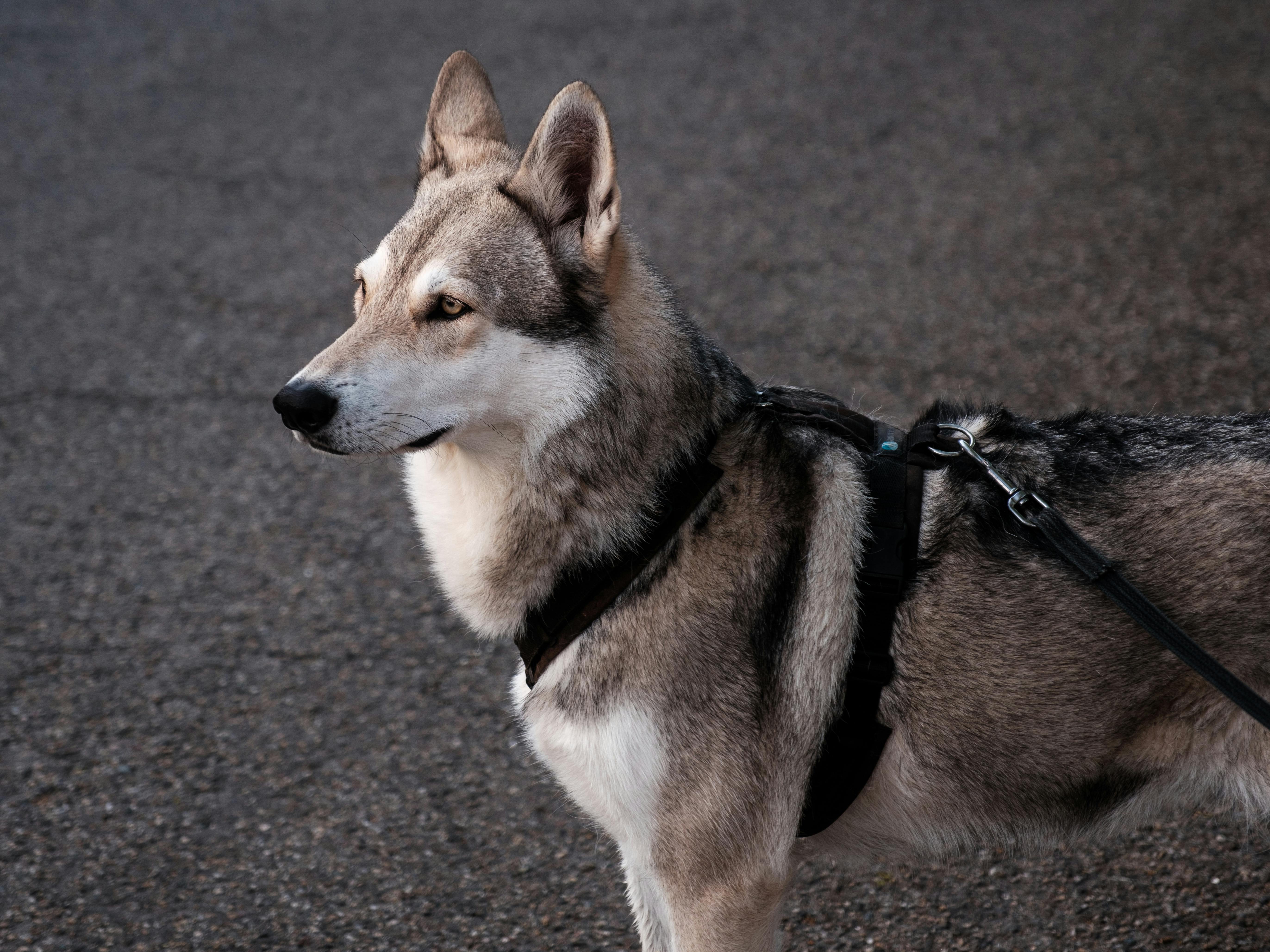 Captivating image of a leashed Saarloos Wolfdog standing alert outdoors in Muiderberg, Netherlands.