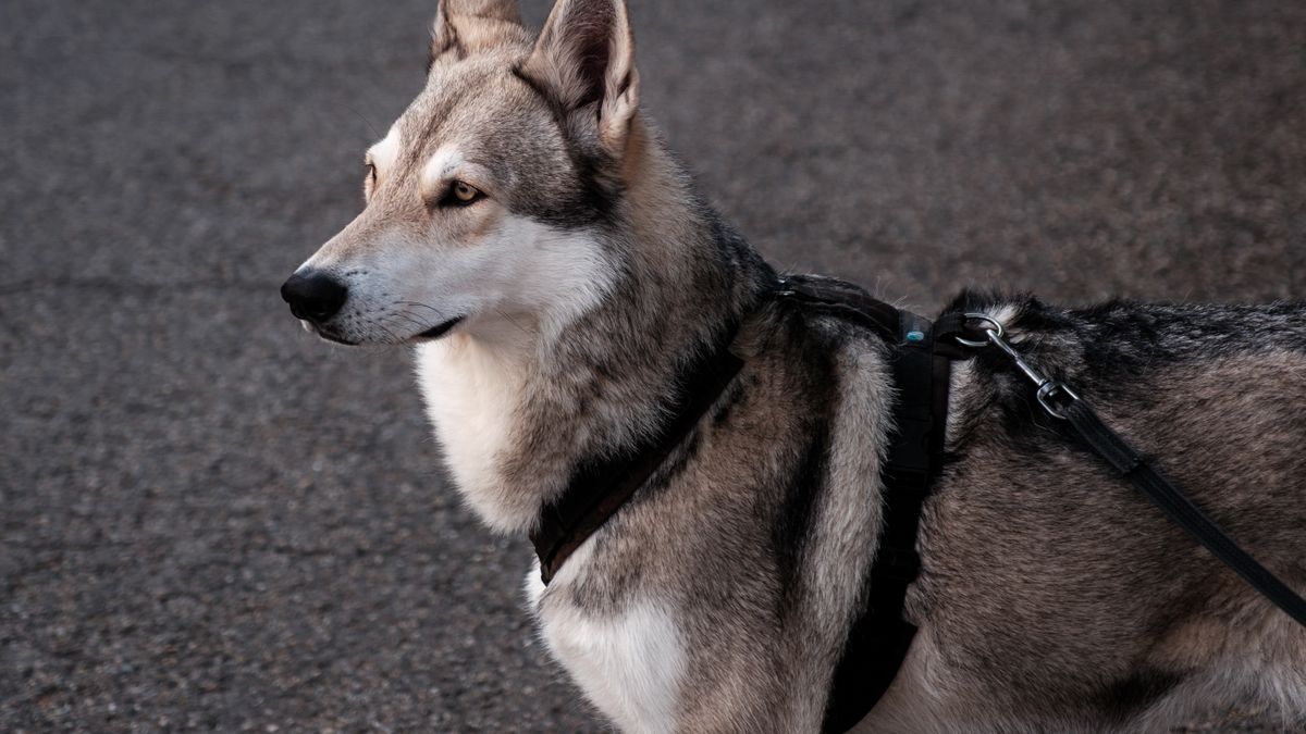 Choix des accessoires pour animaux