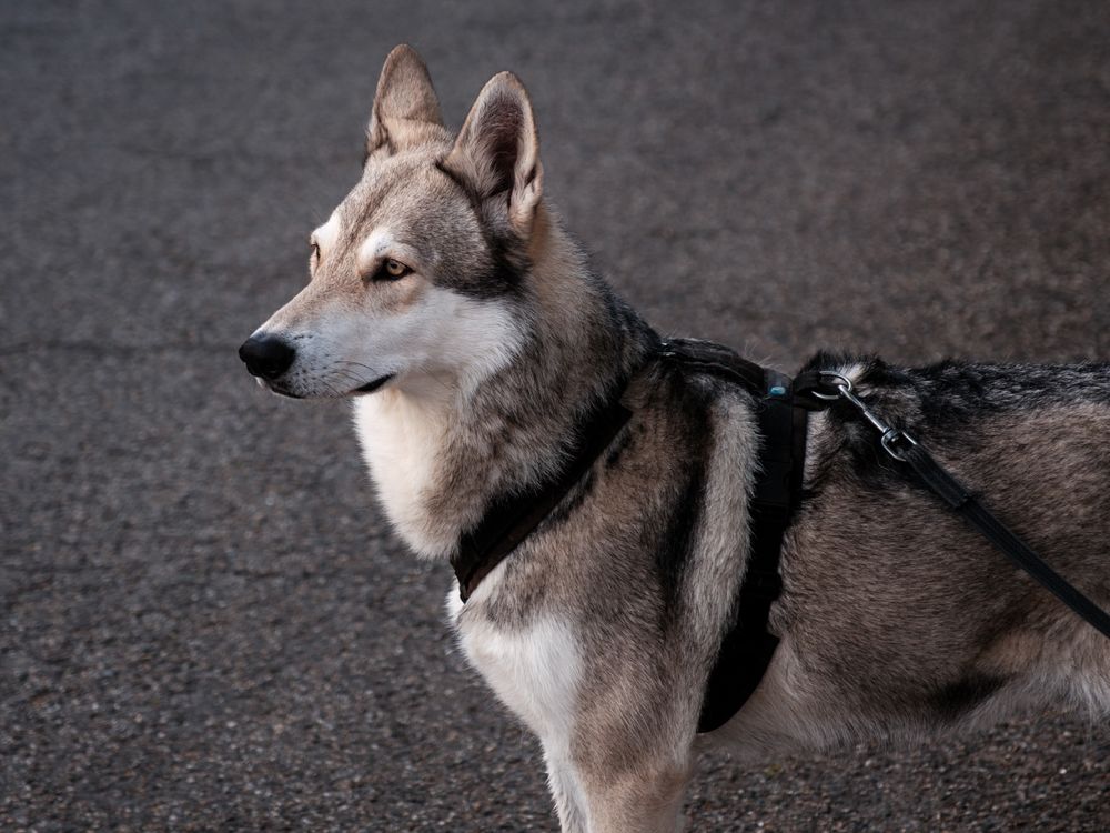 Saarloos Wolfdog, photo 1