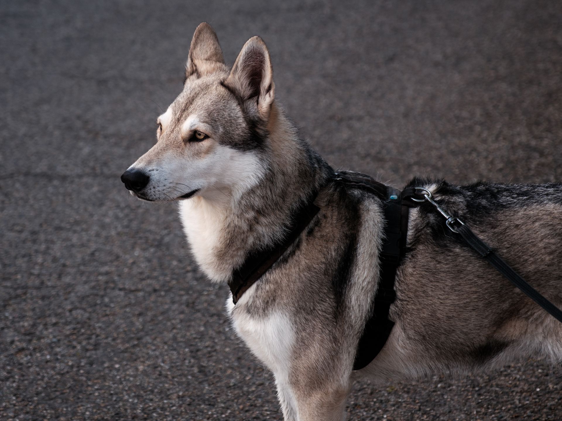 A Saarloos Wolfdog