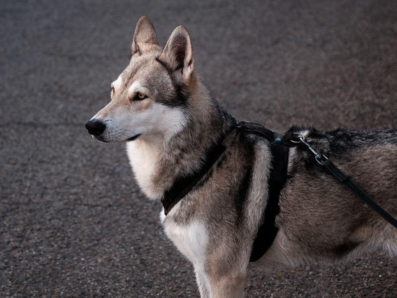 A Saarloos Wolfdog