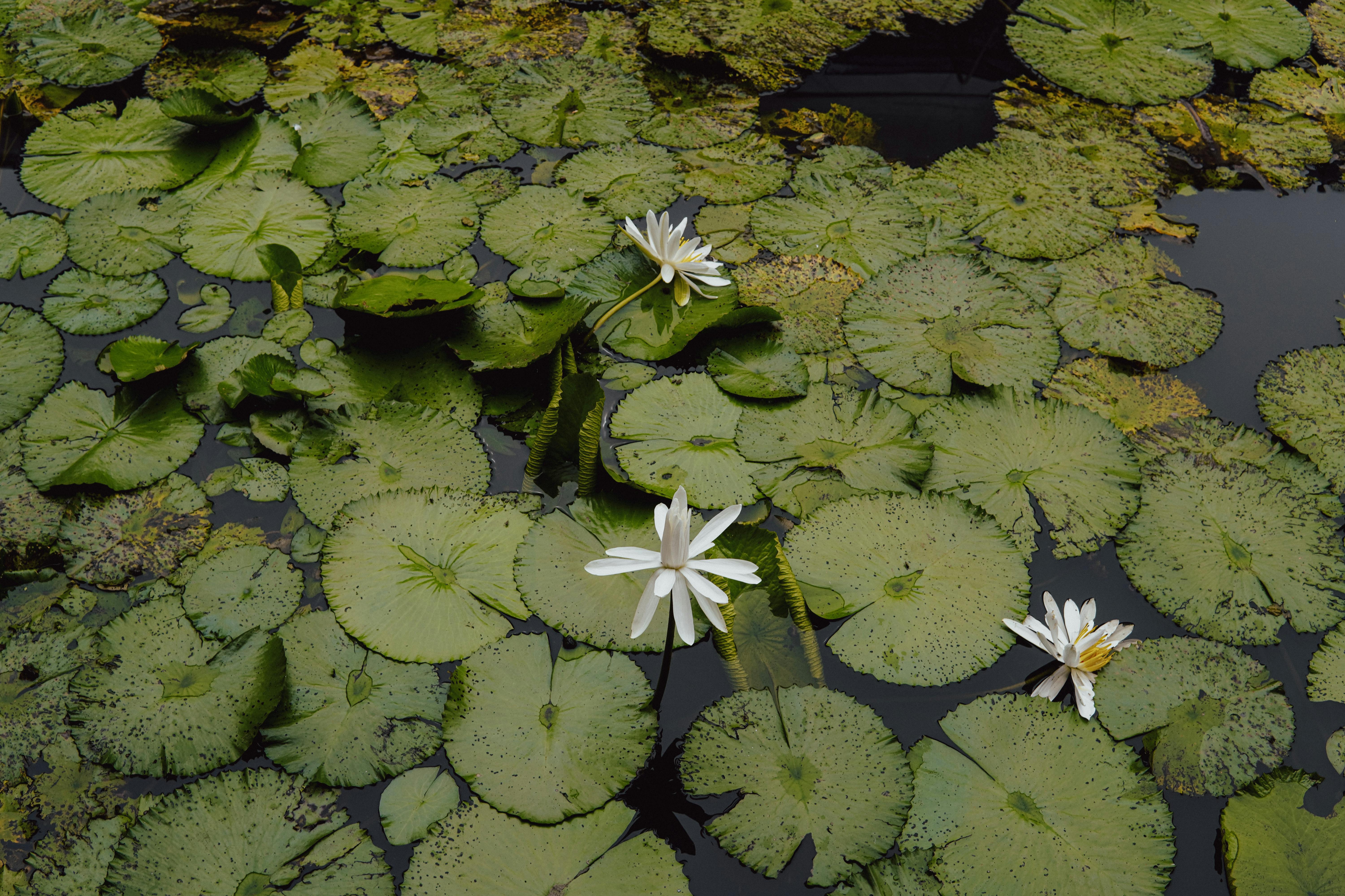 Revolutionizing Community Celebrations with Eco-Friendly Floats