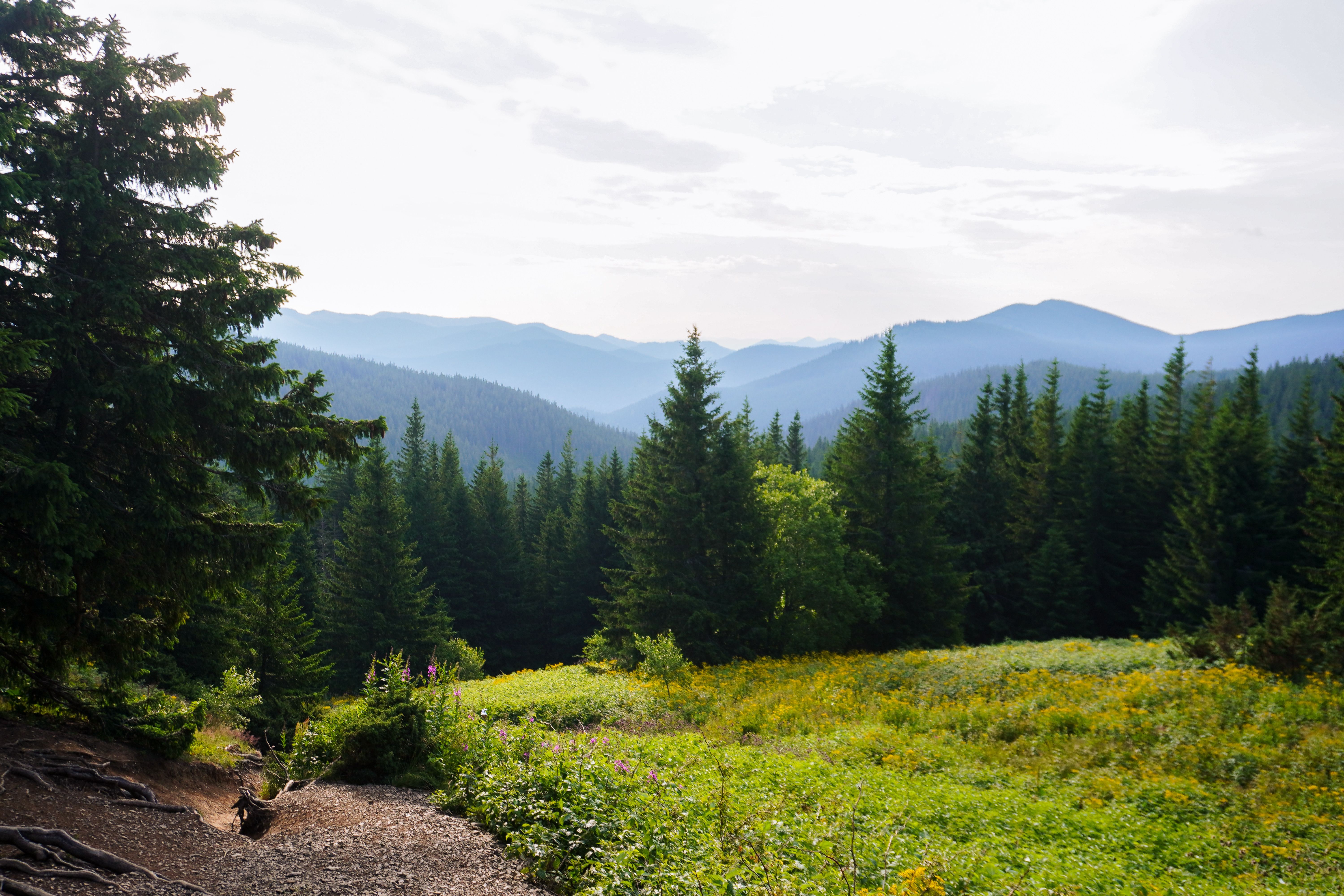 Scenic Mountain Forest with Lush Greenery and Blue Skies · Free Stock Photo
