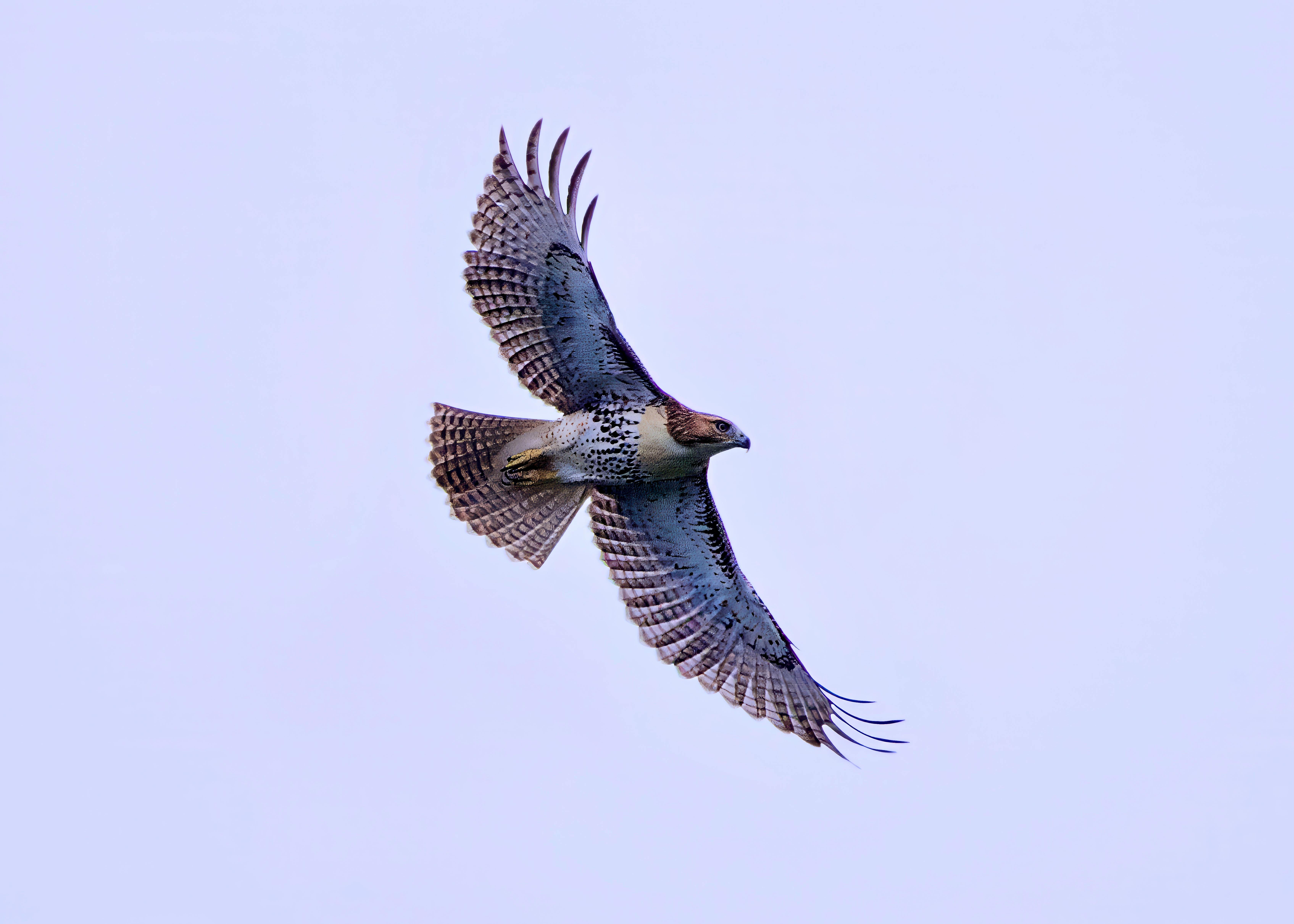Red-tailed hawk in flight