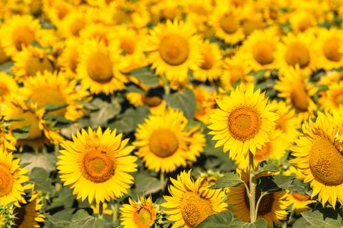 Free Bright sunflowers in a lush field create a vibrant summer scene, perfect for nature lovers. Stock Photo