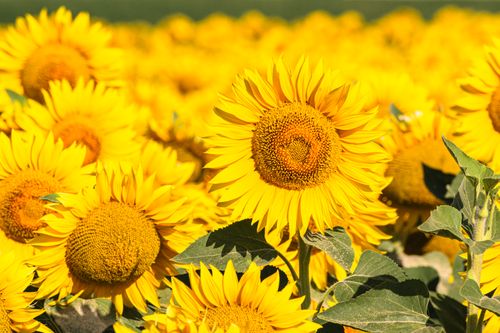 Free Bright and vibrant sunflower field under the summer sun, ideal for nature and agriculture themes. Stock Photo