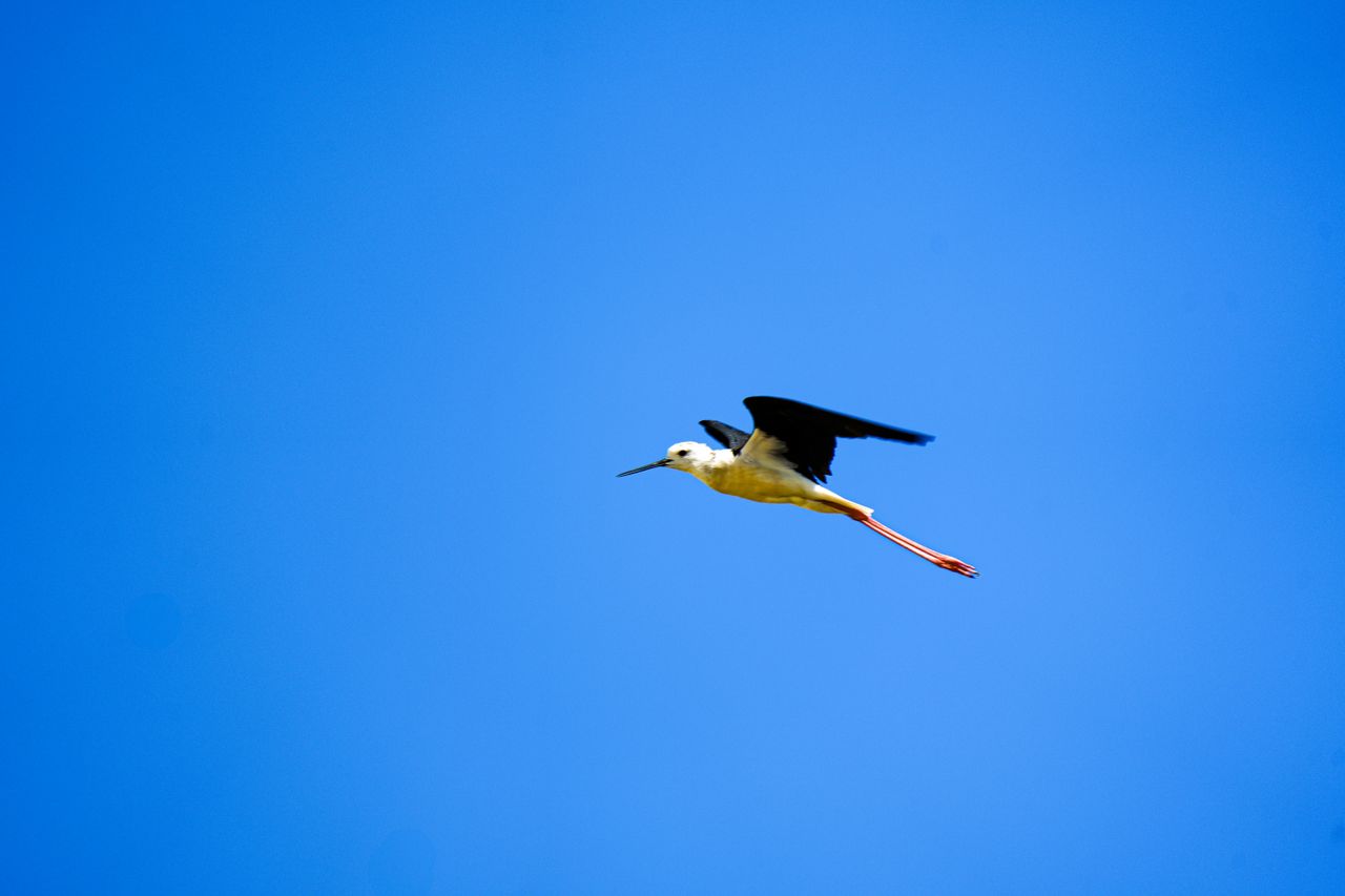 a black winged stilt flying gracefully across a vibrant blue sky showc