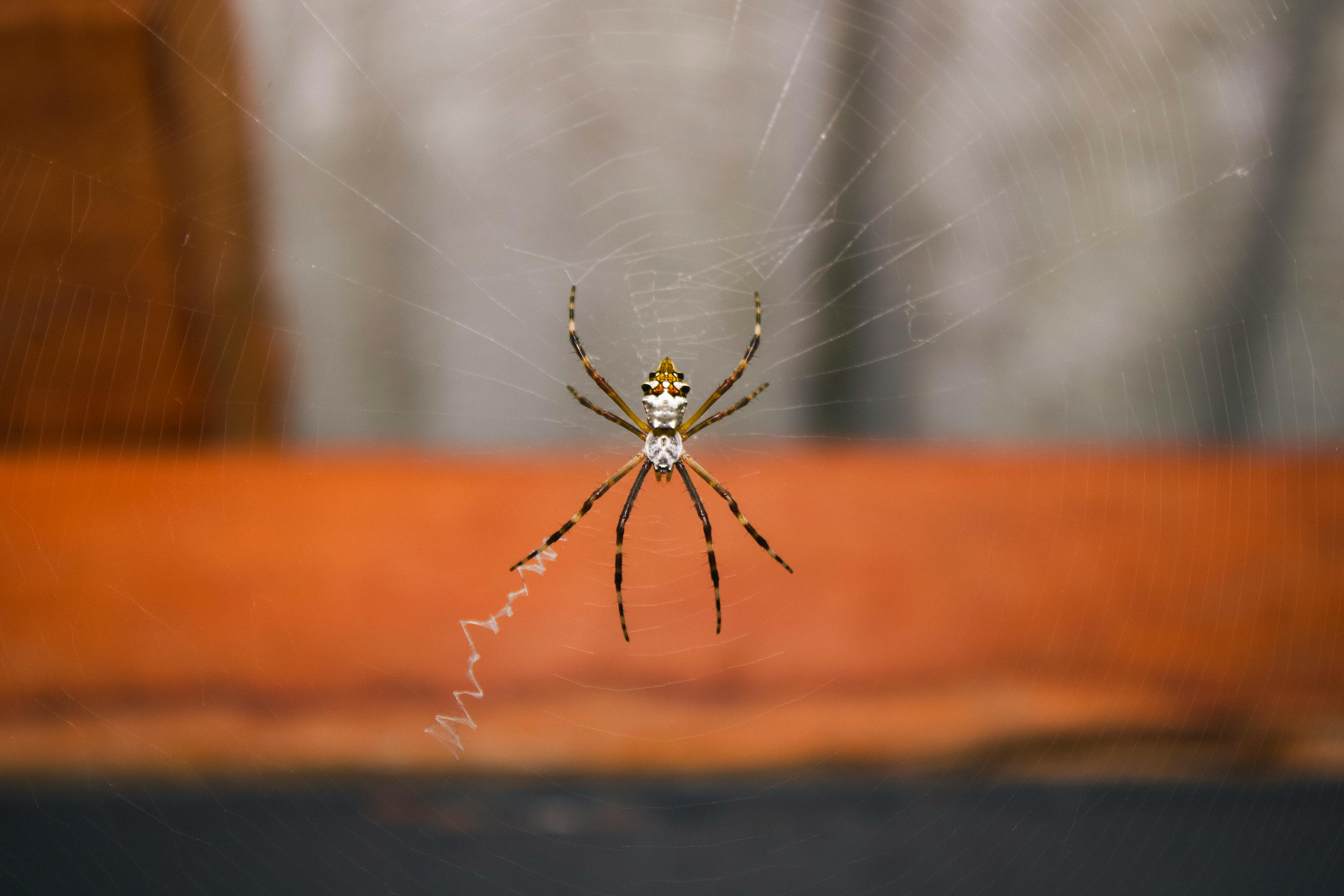 Velika bijela psina u moru