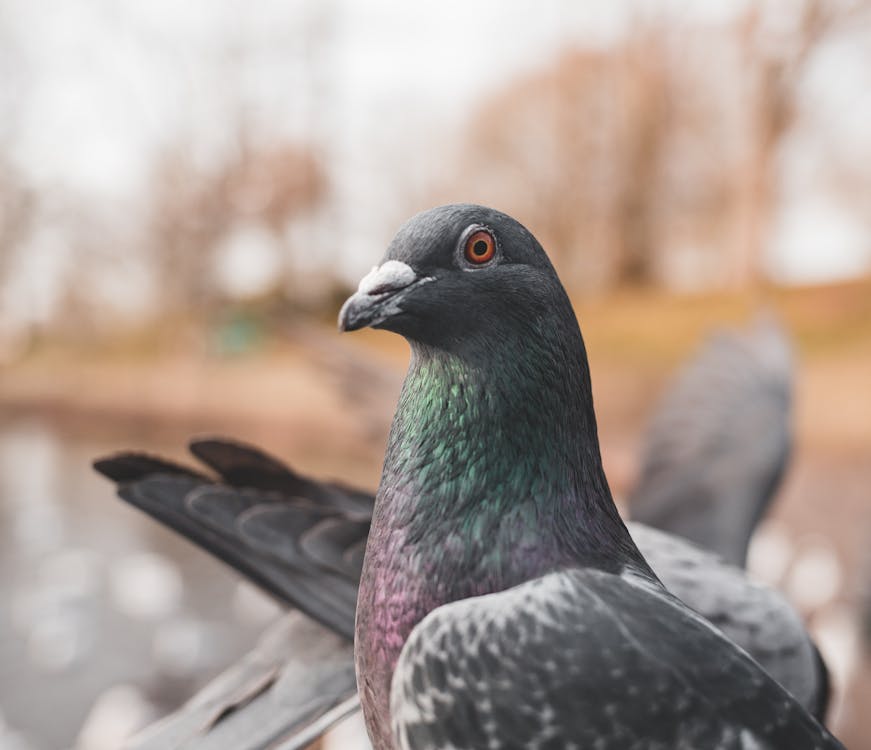 Close-Up Photo Of Perched Pigeon