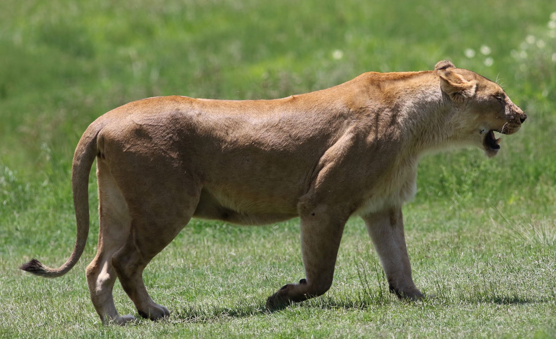A powerful lioness strolling gracefully across a lush green landscape, showcasing the wild beauty of nature.