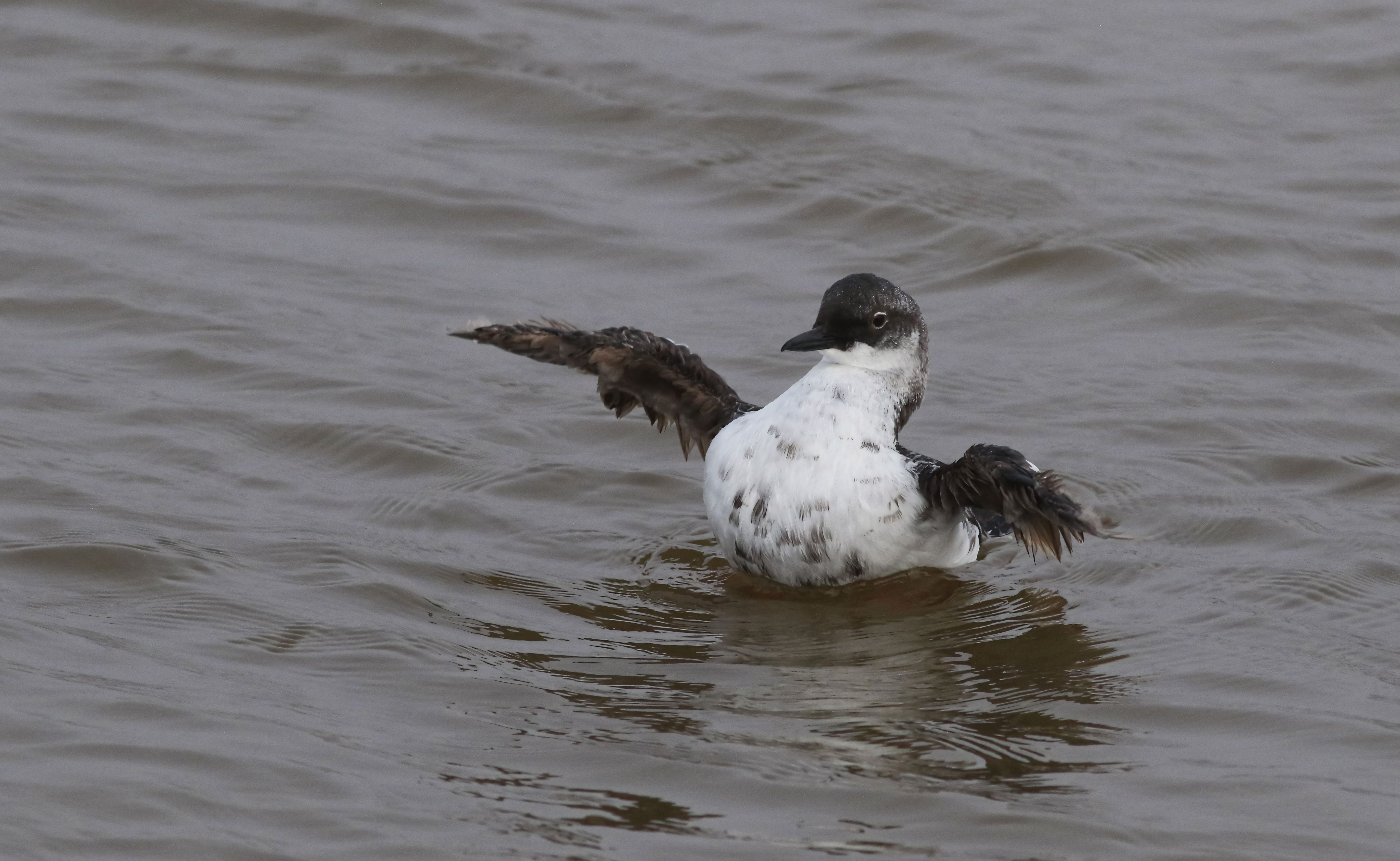 killed great auk