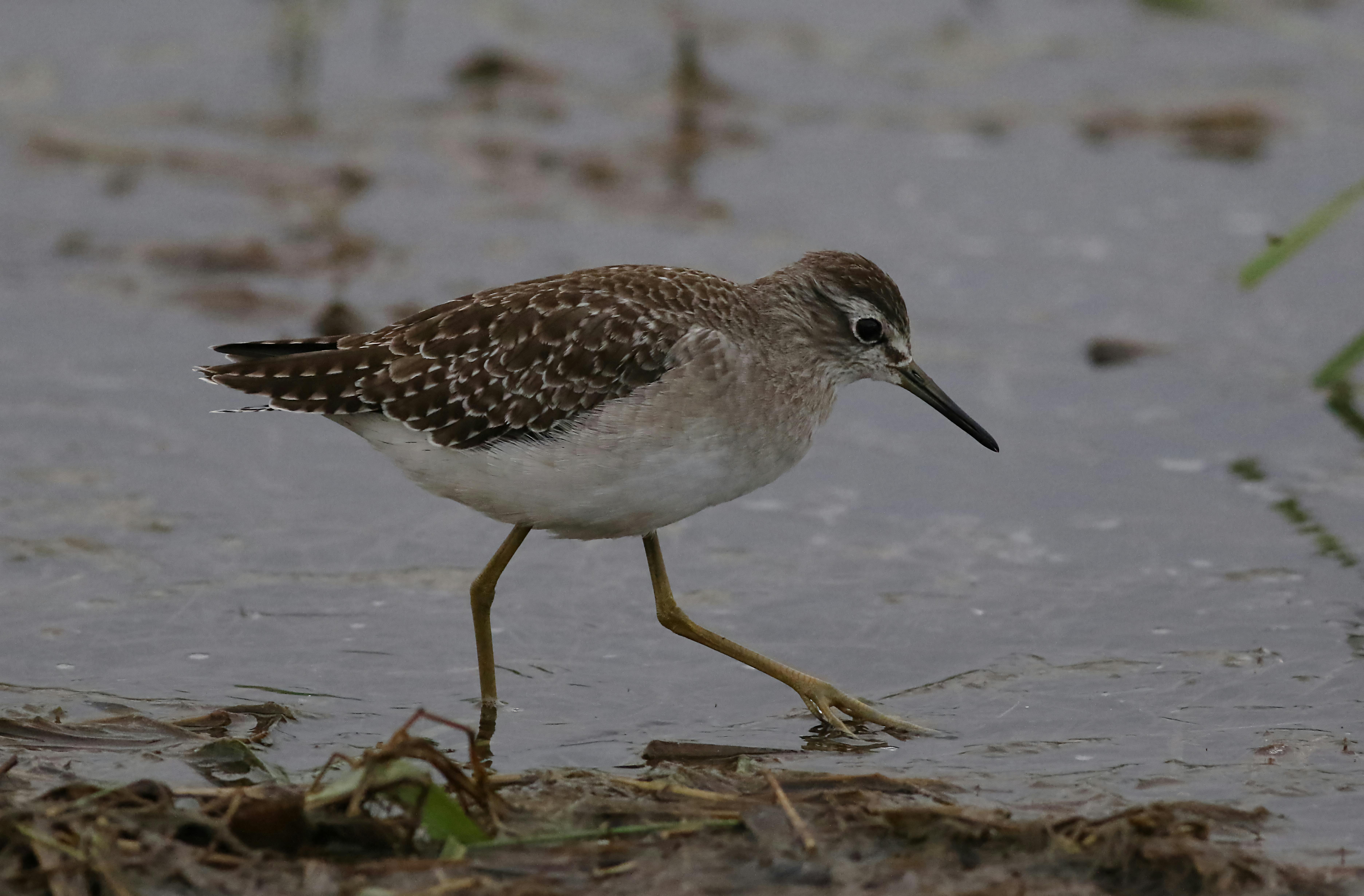 Les PERSOS GENTILS qui sont CHEATÉS ! #anime #zenitsu #shanks #meliodas